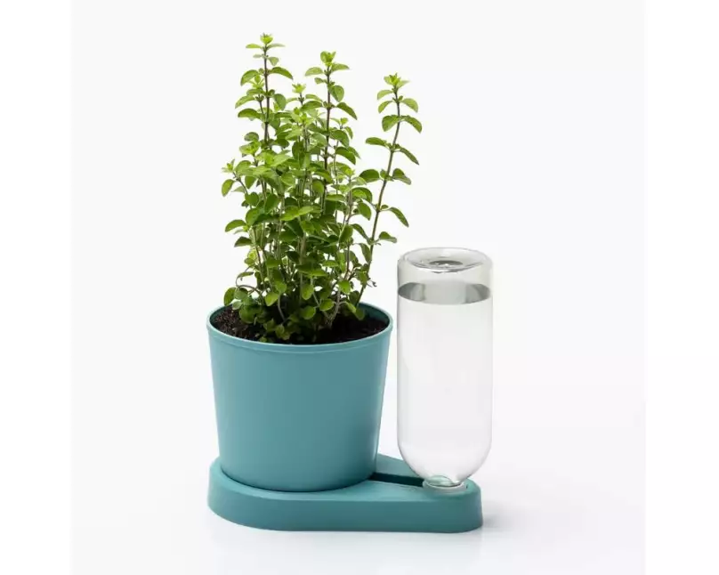 Greevi Kräuterheld Türkis