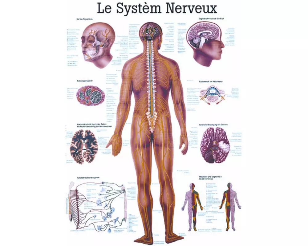Rüdiger Anatomische Lehrtafel Nervensystem Französisch