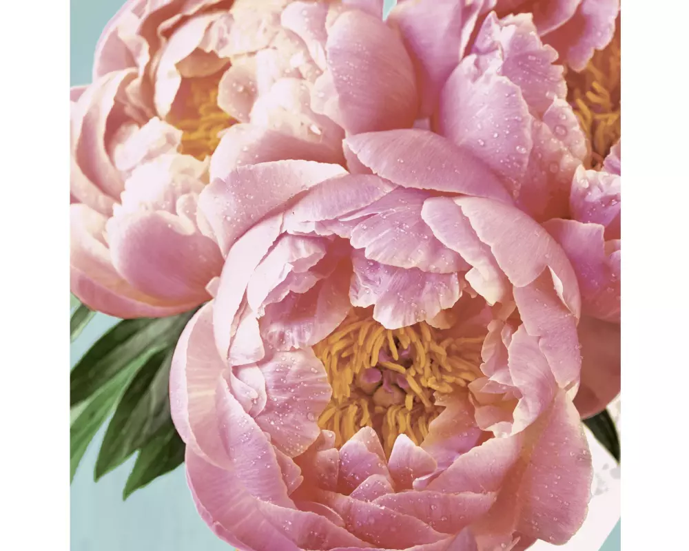 Paper + Design Papierservietten Pink Peony 24 cm x 24 cm, 20 Stück