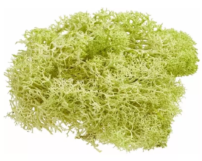 HobbyFun Mini-Utensilien Islandmoos 20g, Hellgrün