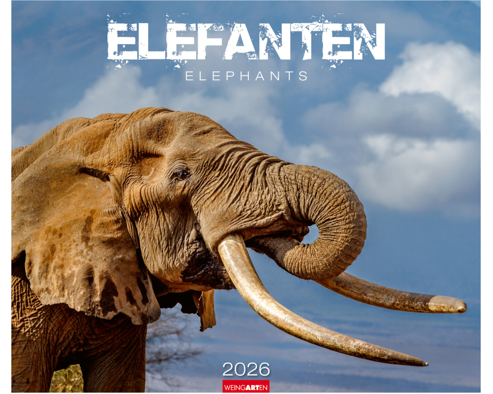WEINGARTEN Bildkalender 2026 2960300+26 Elefanten DE 55x46cm