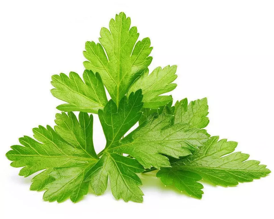 Click and Grow Samen Koriander Nachfüllpackung 3er-Set