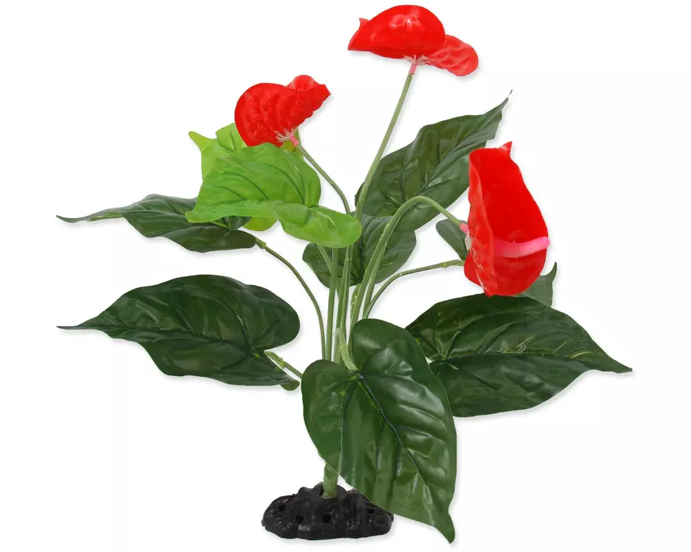 Repti Planet Anthurium, 40 cm