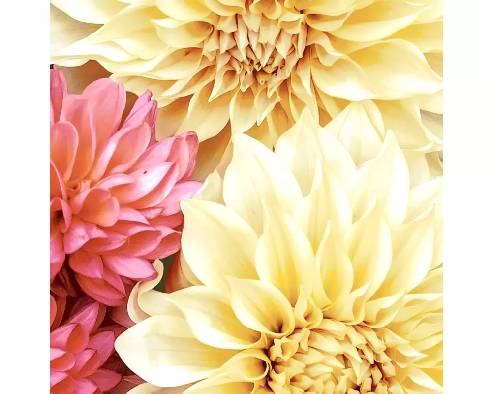 Paper + Design Papierservietten Soft Dahlias 33 cm x 33 cm, 20 Stück