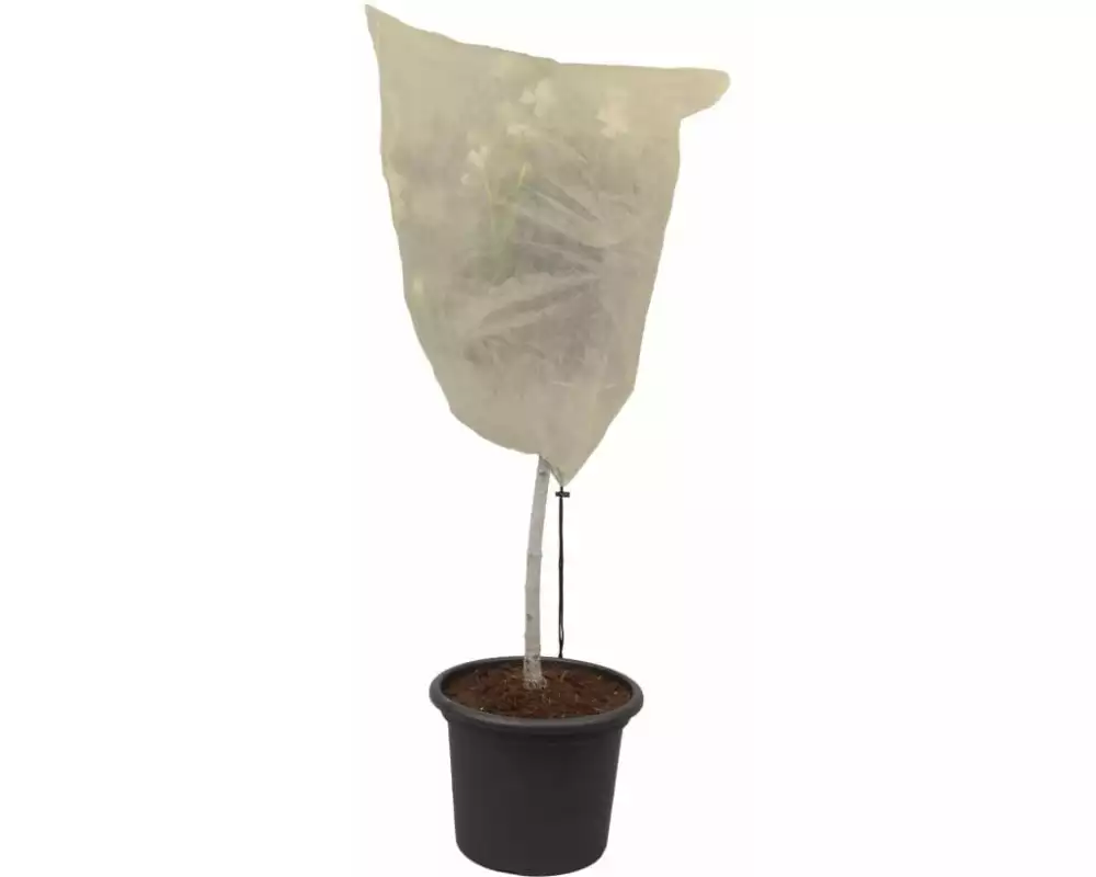 Colibri Winter Hood S