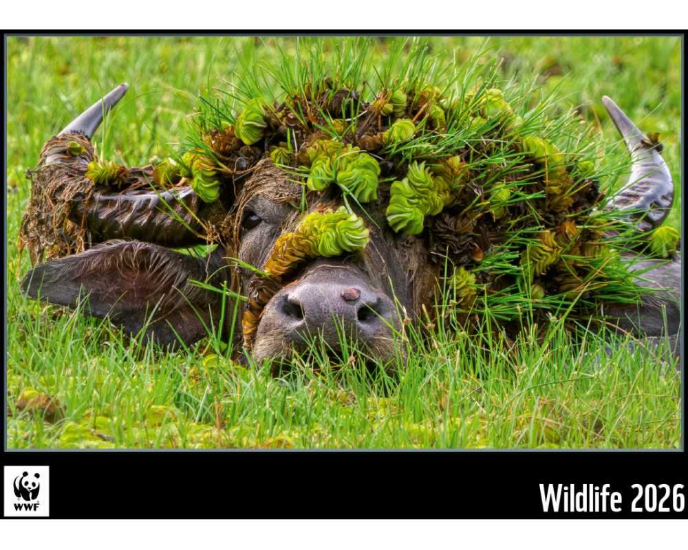 Calendaria Bildkalender 2025 WWF Wildlife