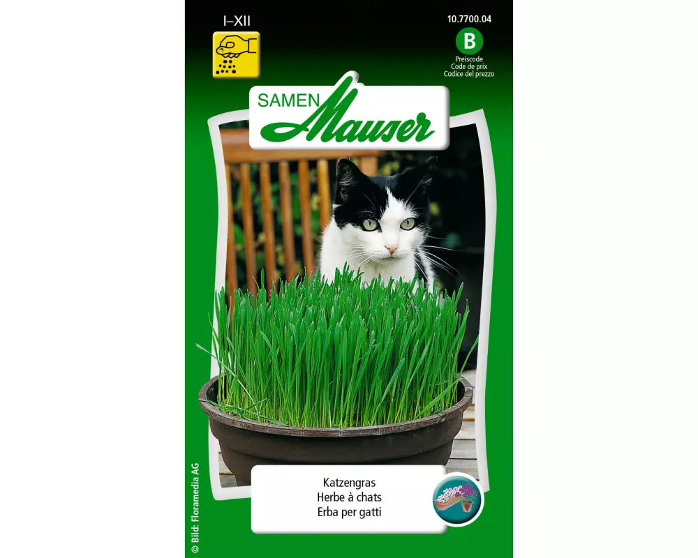 Samen Mauser Samen Katzengras 25g