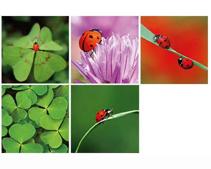 Natur Verlag Motivkarte Marienkäfer