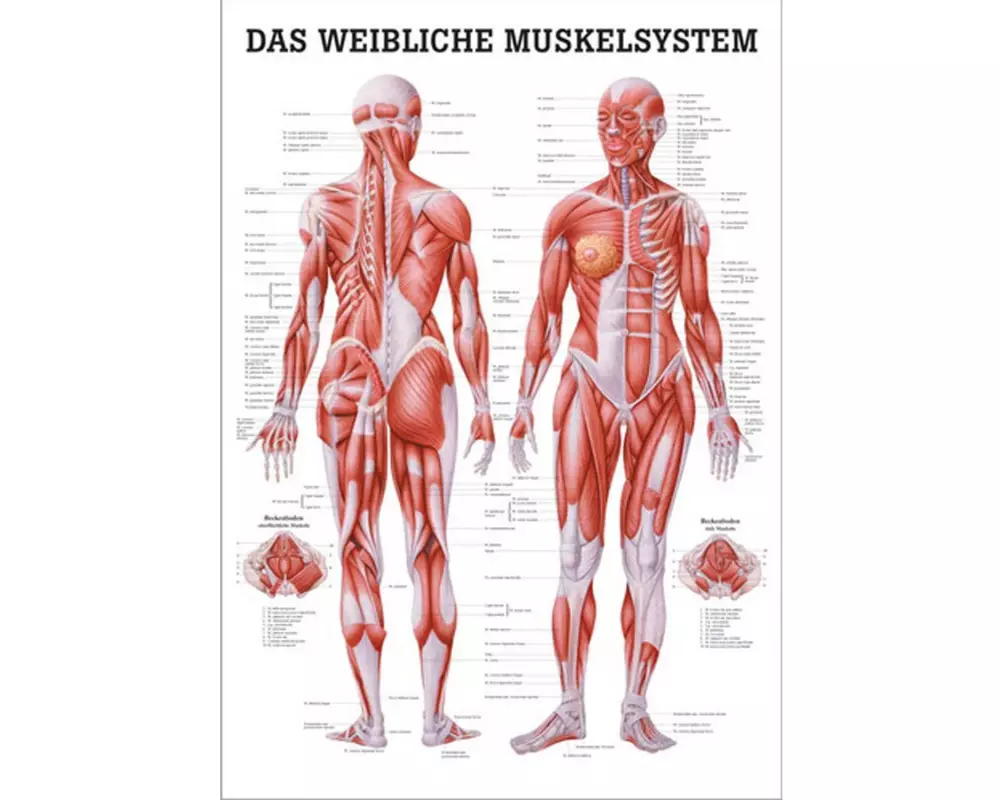 Rüdiger Anatomische Lehrtafel Das weibliche Muskelsystem Deutsch