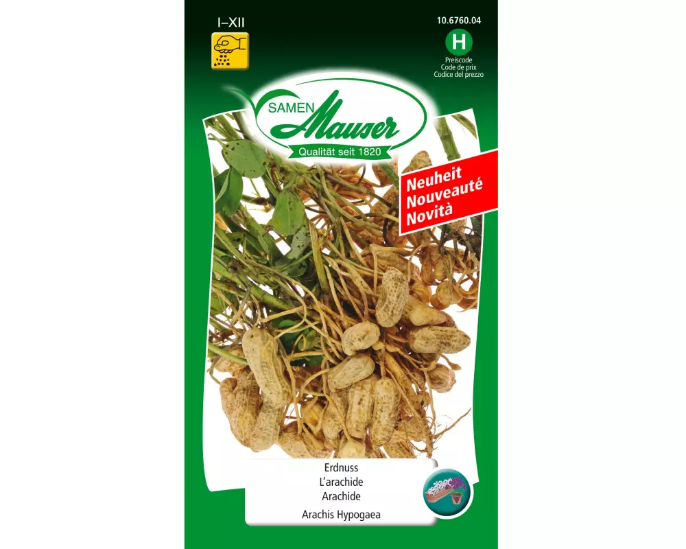 Samen Mauser Samen Erdnuss