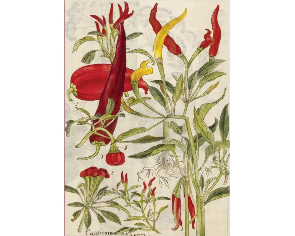 Chili Peppers & Shiso Leaves Blank Hardcover Journal