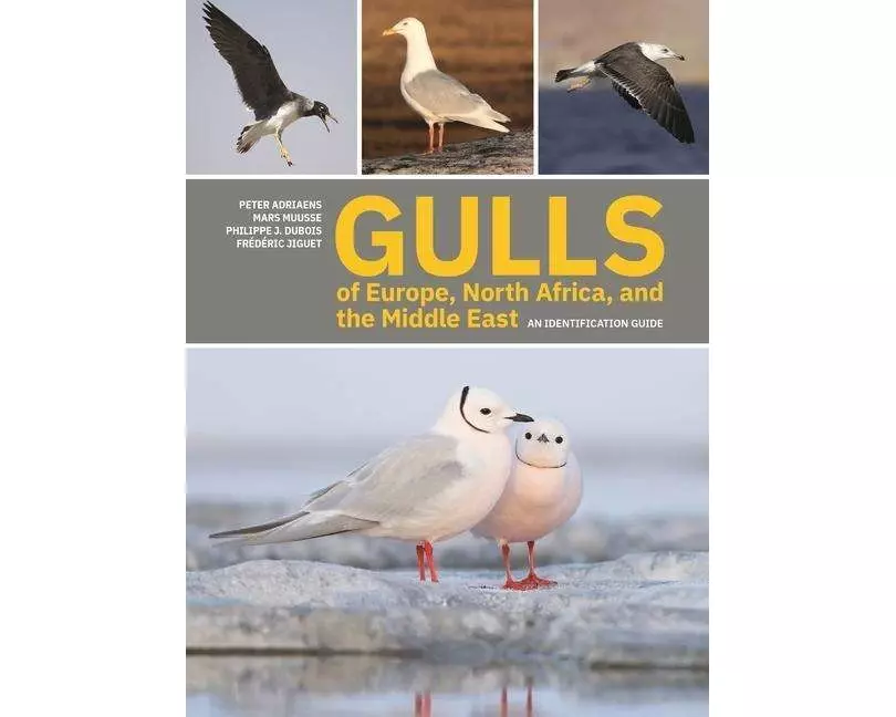 Gulls of Europe, North Africa, and the Middle East