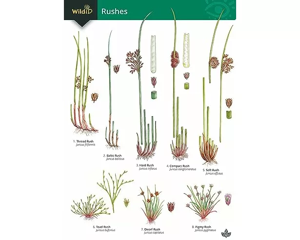 Guide to rushes