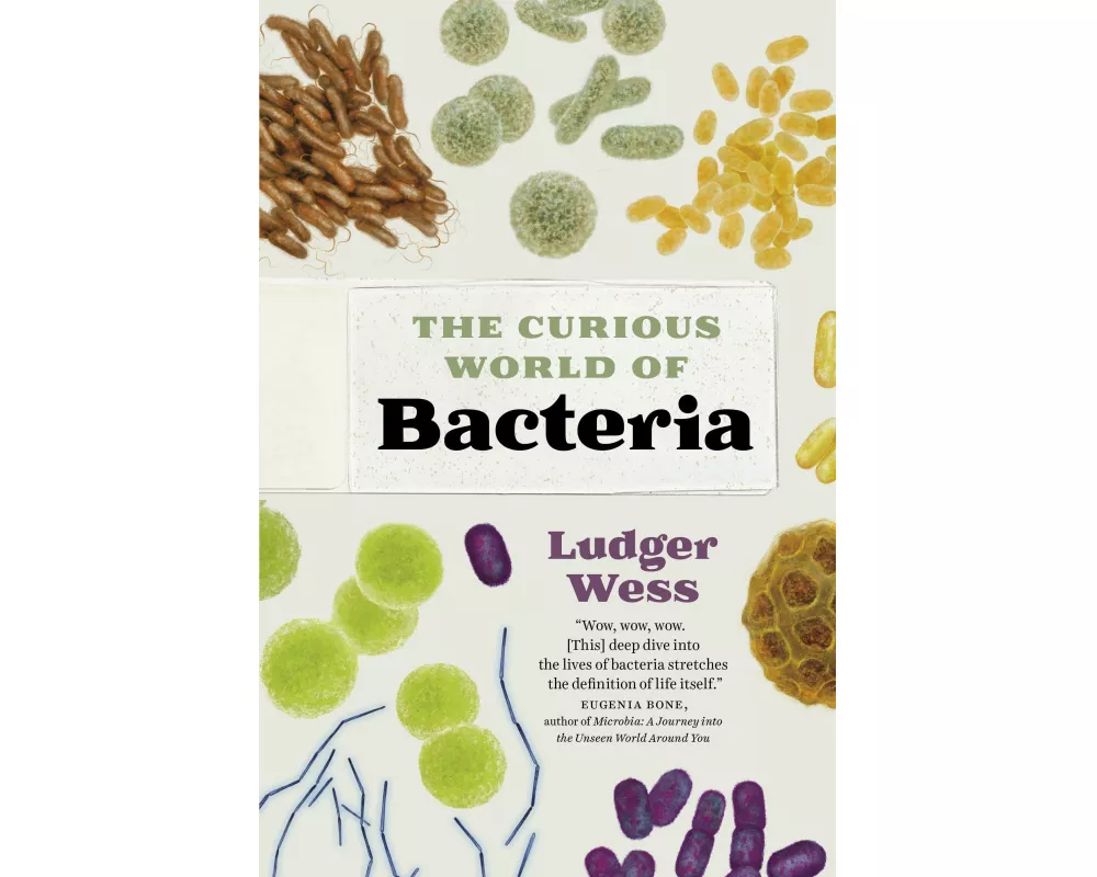 The Curious World of Bacteria