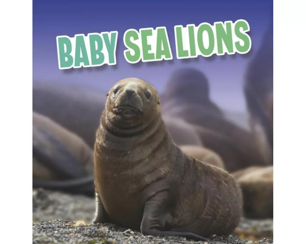 Baby Sea Lions