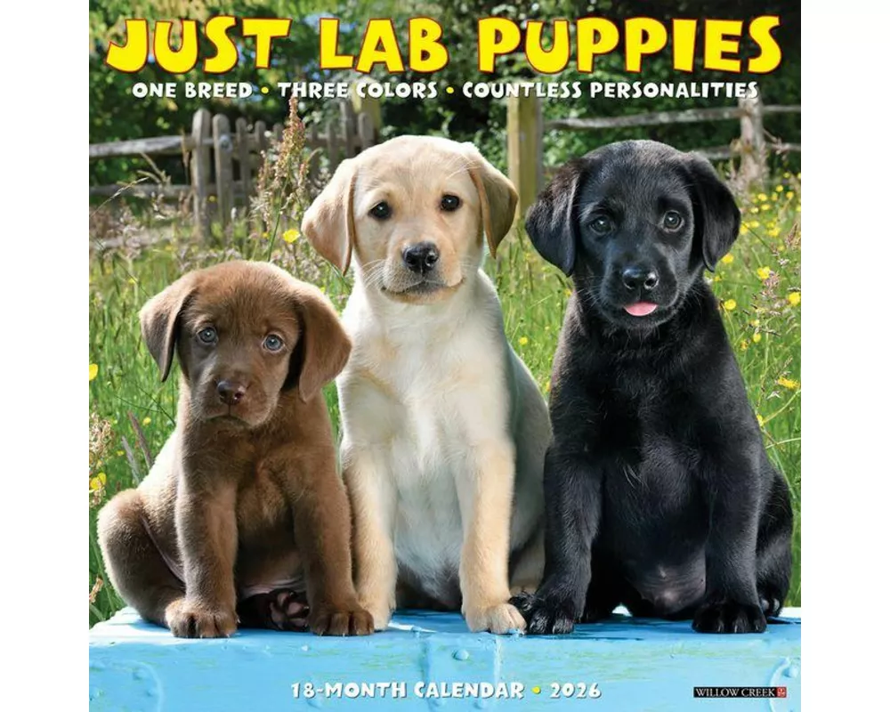 Lab Puppies 2026 12 X 12 Wall Calendar