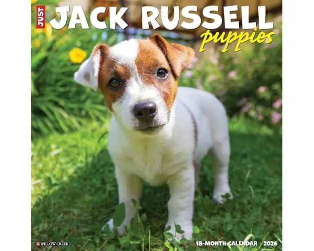 Jack Russell Puppies 2026 12 X 12 Wall Calendar