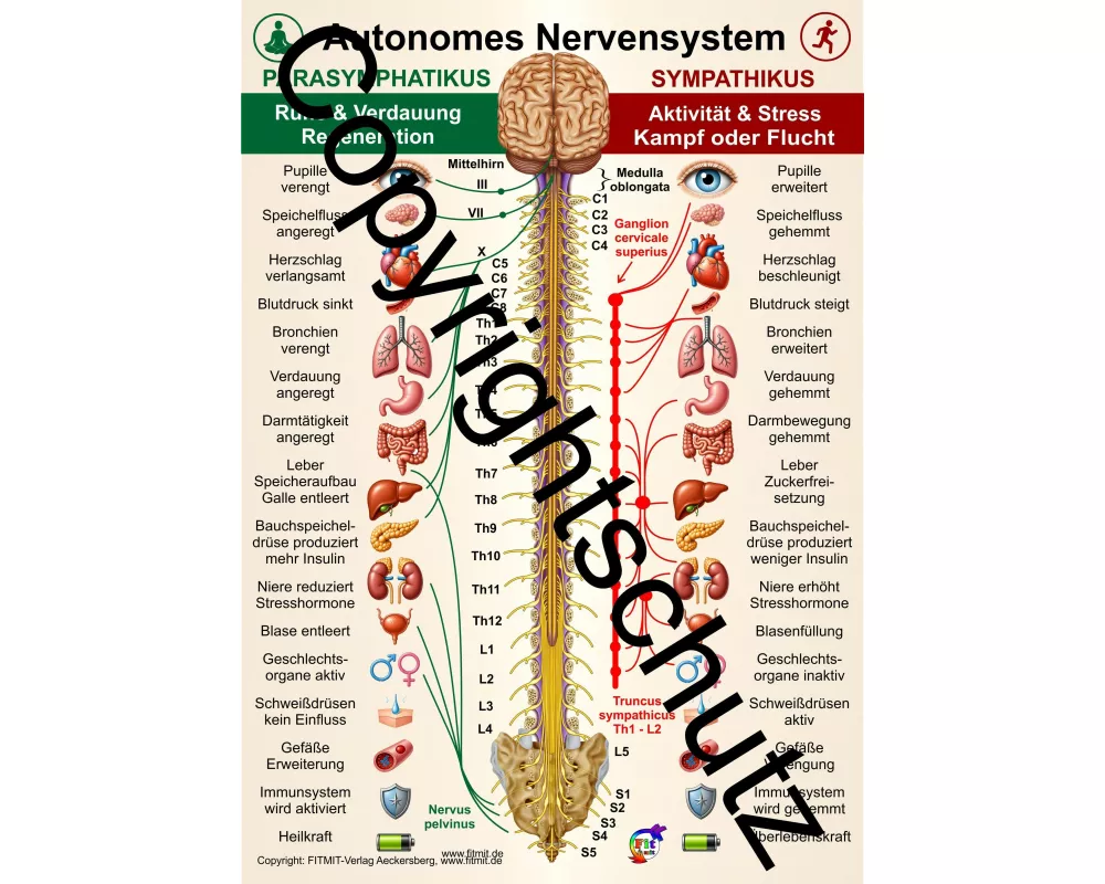 Autonomes Nervensystem - Parasymphatikus - Sympathikus