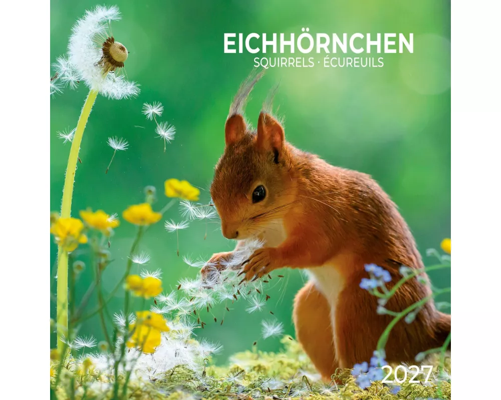 Eichhörnchen / Squirrels 2027