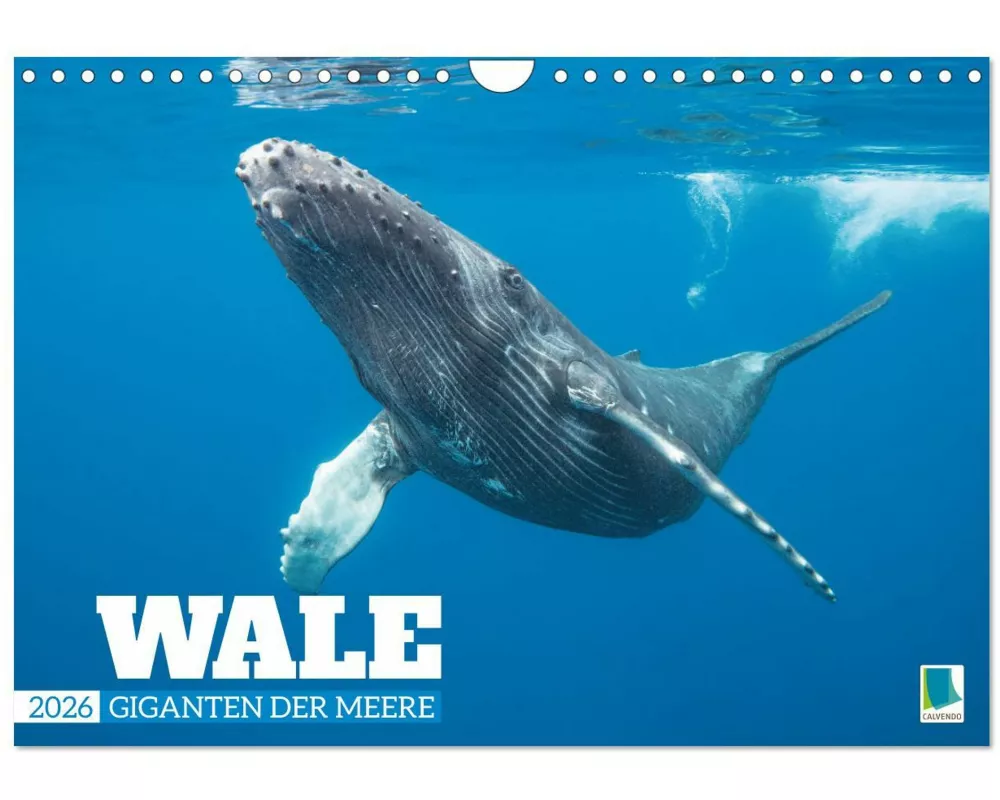Wale: Giganten der Meere (Wandkalender 2026 DIN A4 quer), CALVENDO Monatskalender