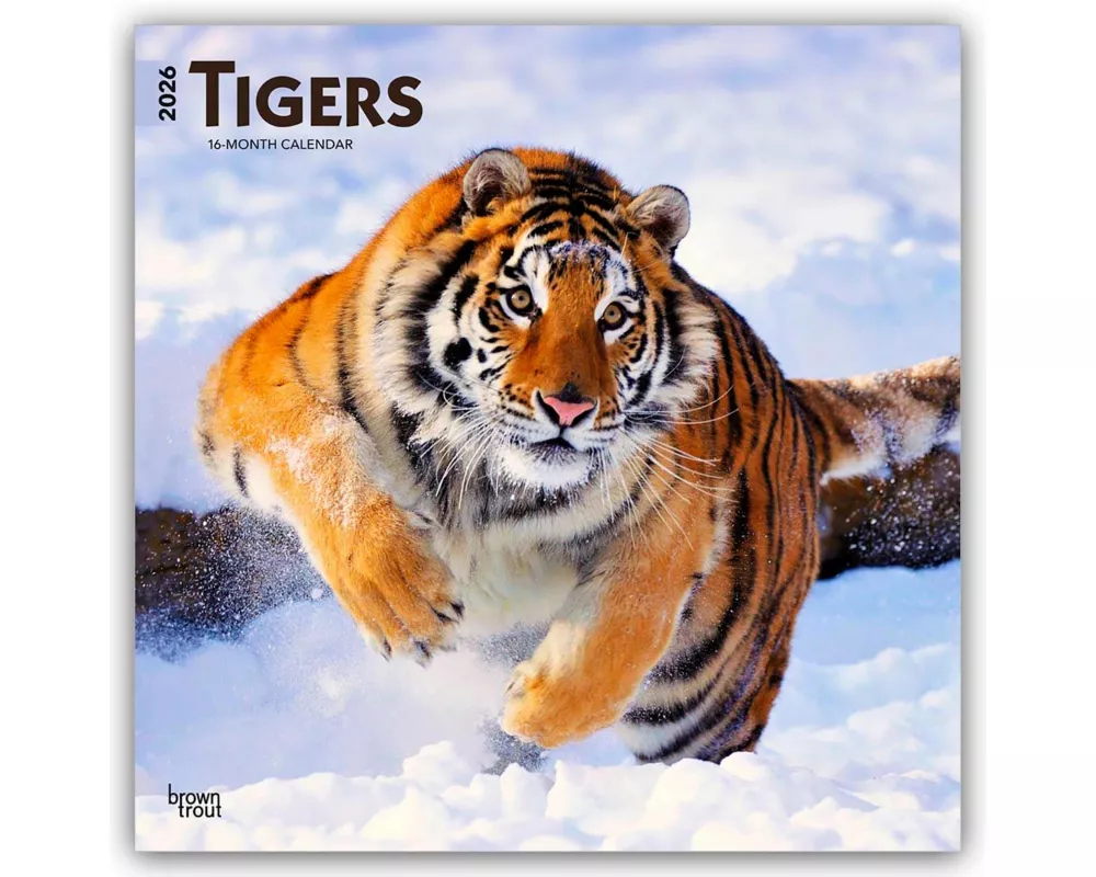 Tigers 2026 12 X 24 Inch (Hanging) Monthly Square Wall Calendar Plastic-Free