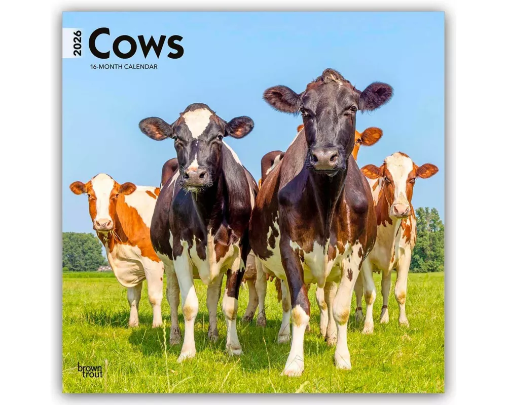 Cows 2026 12 X 24 Inch (Hanging) Monthly Square Wall Calendar Plastic-Free