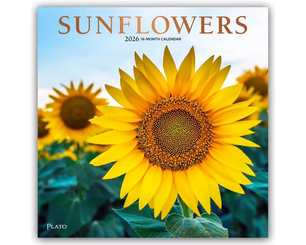 Sunflowers - Sonnenblumen 2026 - 16-Monatskalender