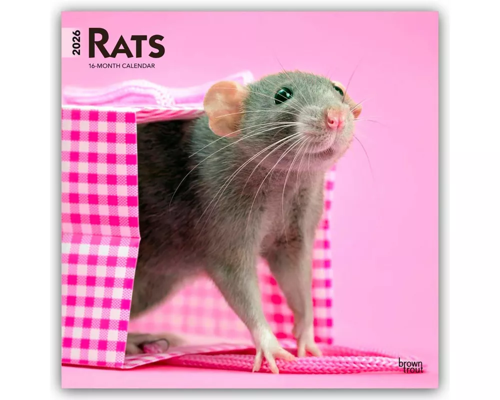 Rats 2026 12 X 24 Inch (Hanging) Monthly Square Wall Calendar Plastic-Free