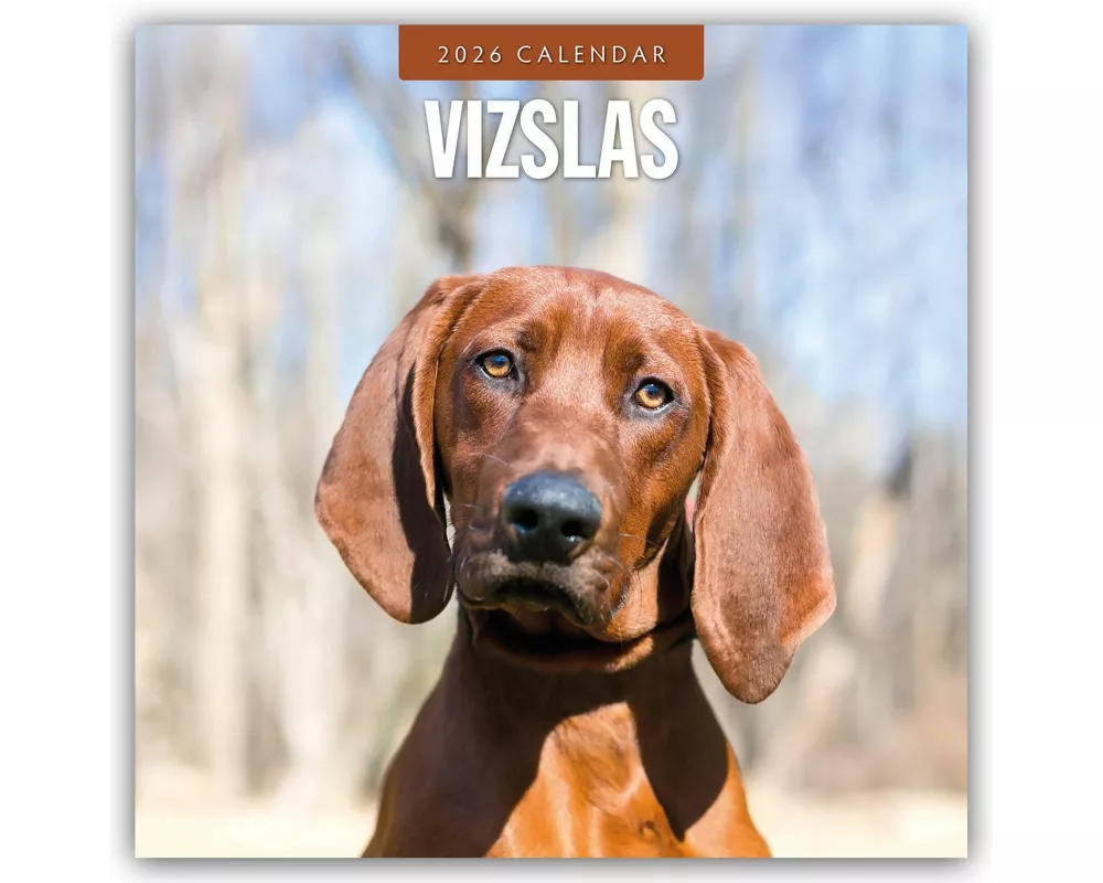 Vizslas 2026 Square Wall Calendar