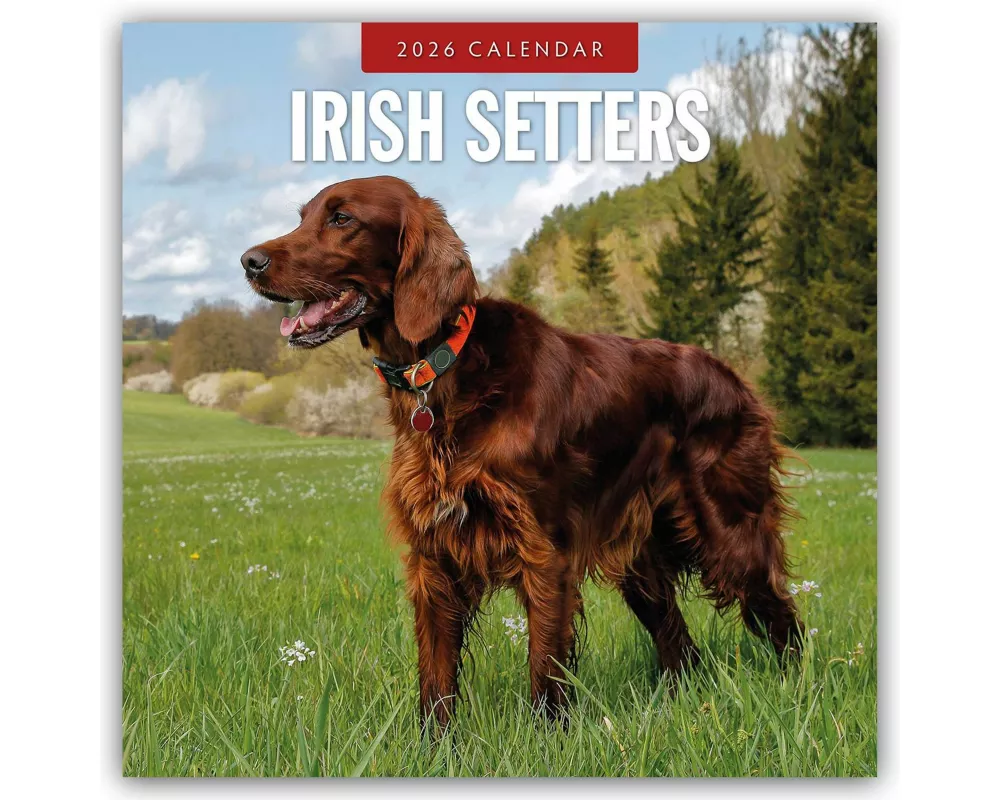 Irish Setters 2026 Square Wall Calendar
