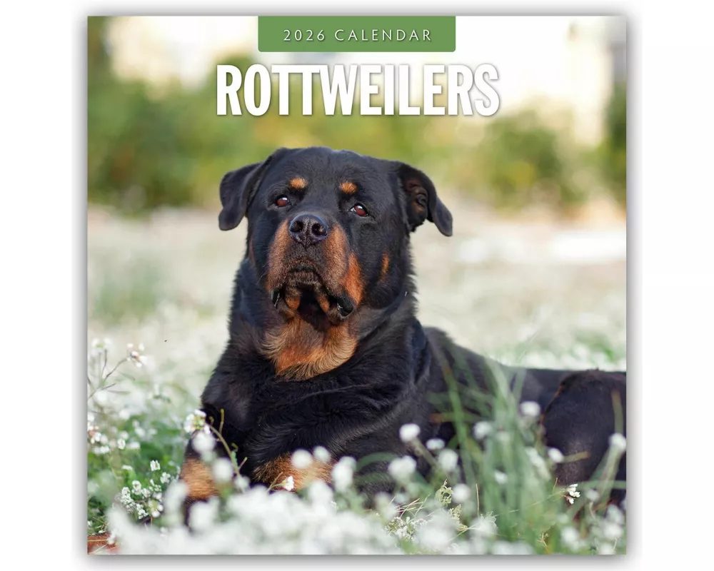 Rottweilers 2026 Square Wall Calendar