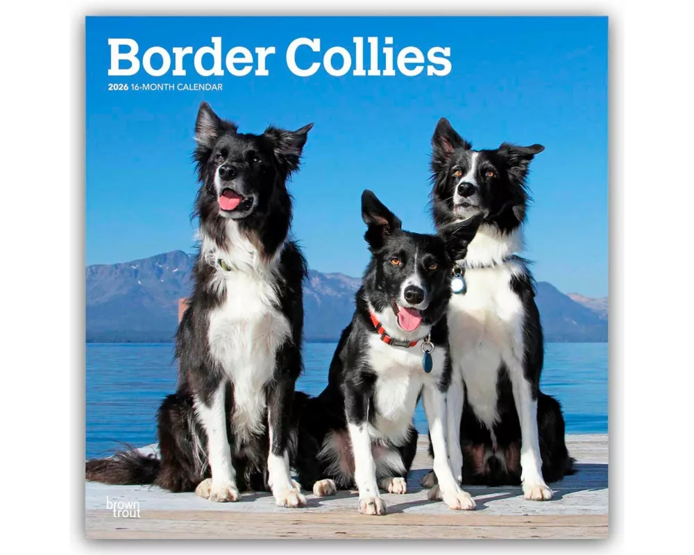 Border Collies 2026 12 X 24 Inch (Hanging) Monthly Square Wall Calendar Plastic-Free