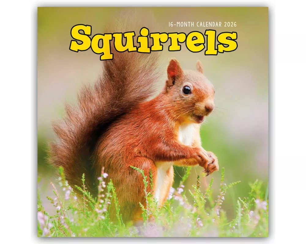 Squirrels Square Wall Sunday Start Calen