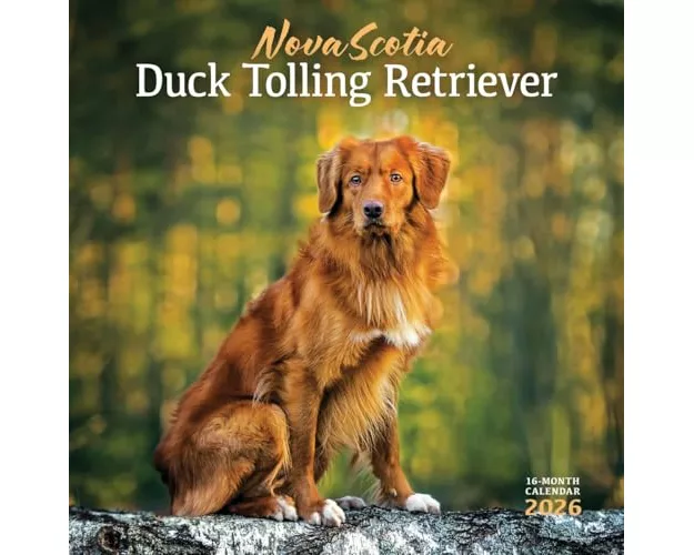 Nova Scotia Duck Tolling Retriever Squar
