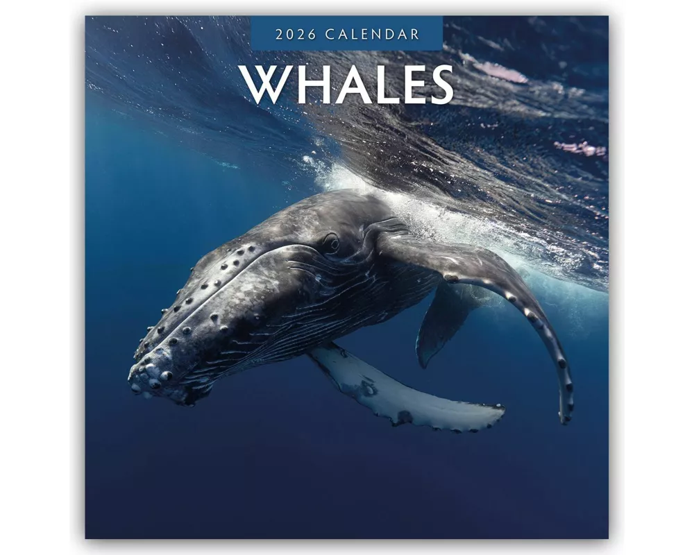 Whales - Wale 2026 - 16-Monatskalender