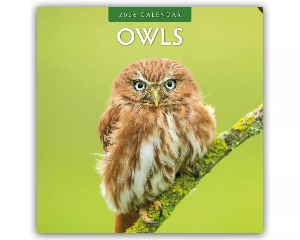 Owls 2026 Square Wall Calendar