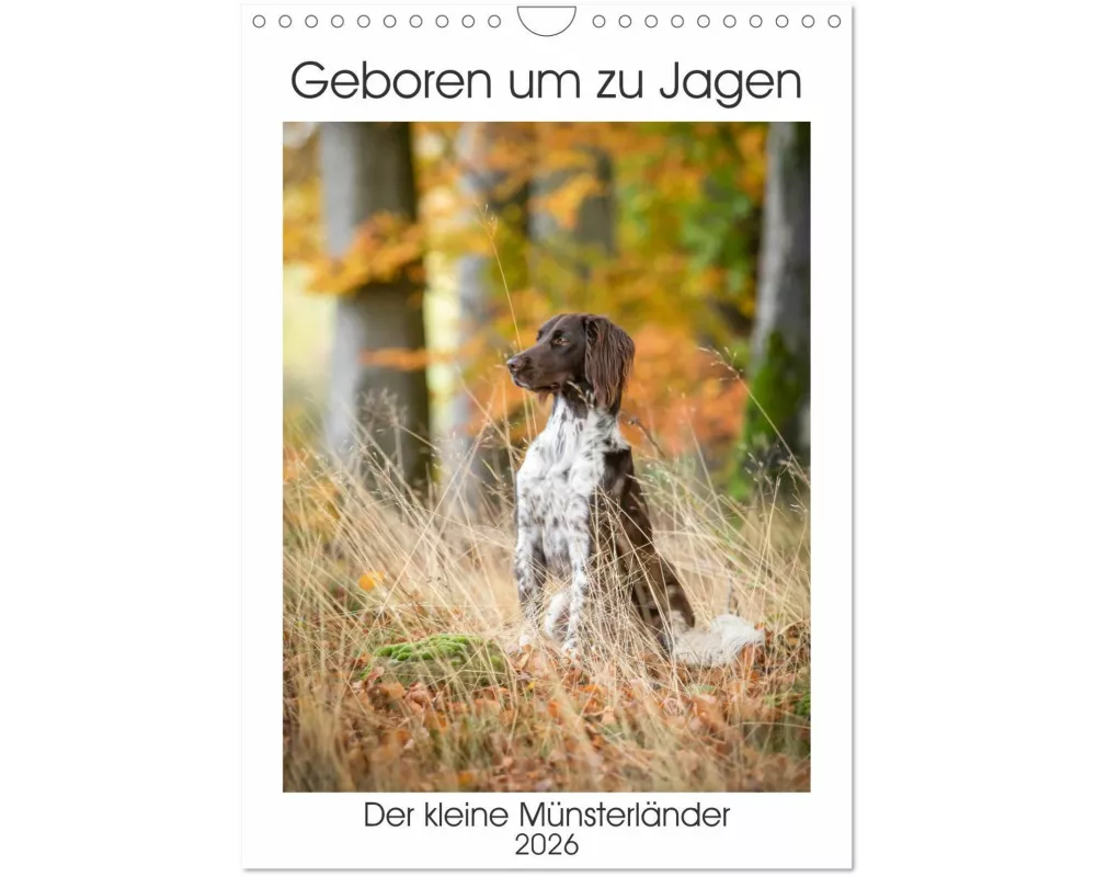 Geboren um zu Jagen. Der kleine Münsterländer (Wandkalender 2026 DIN A4 hoch), CALVENDO Monatskalender