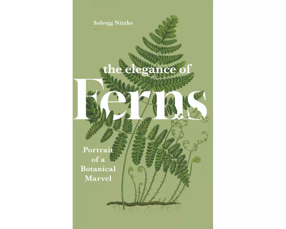 The Elegance of Ferns