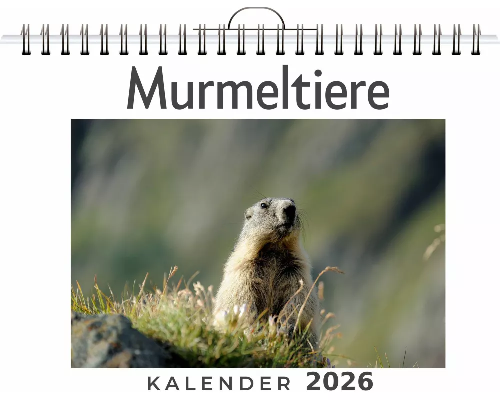 Murmeltiere