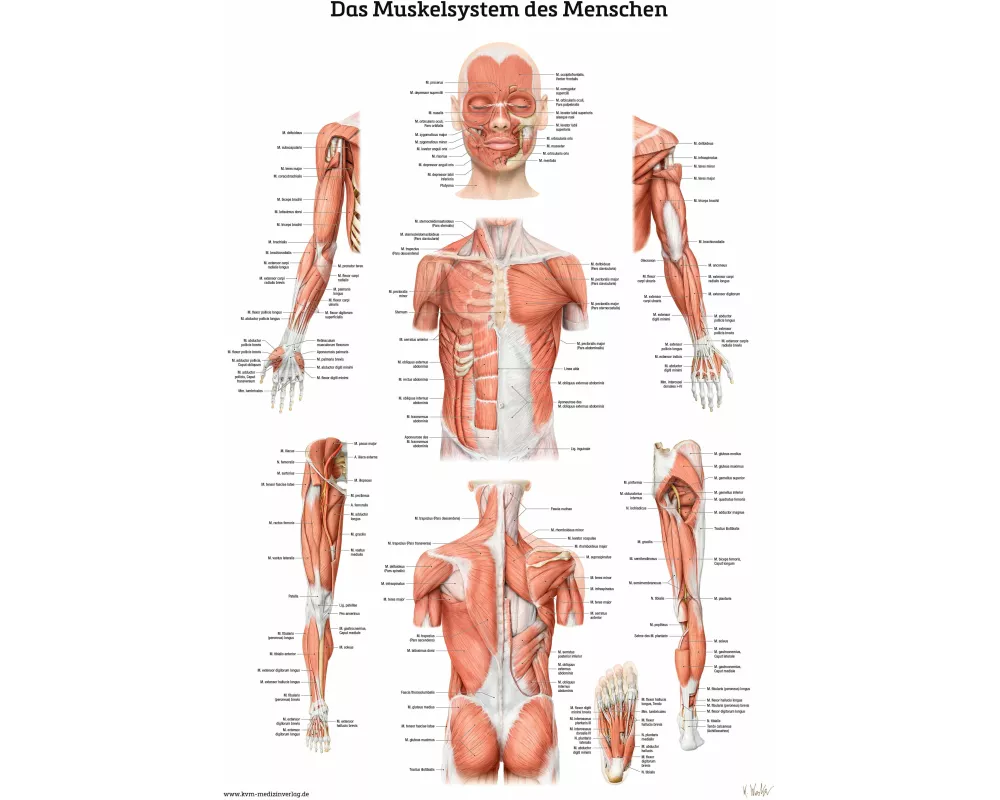 Das Muskelsystem des Menschen