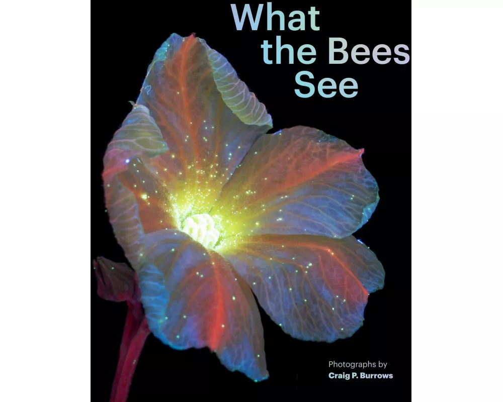 What the Bees See