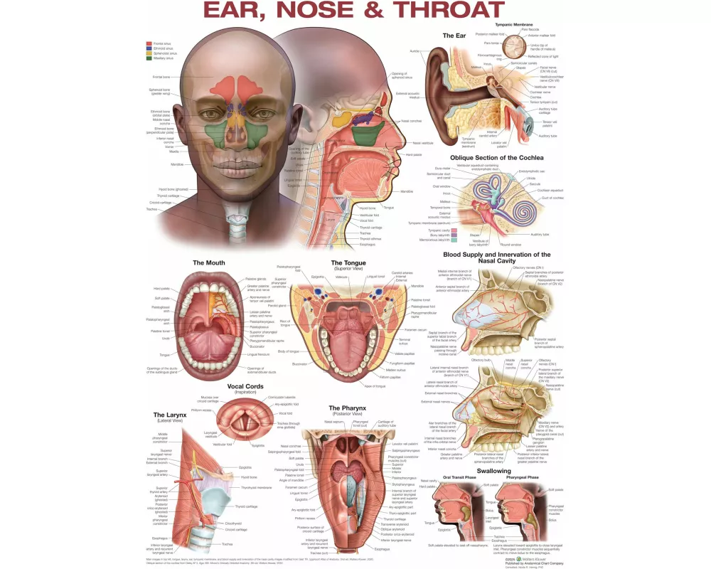 Ear, Nose, and Throat Anatomical Chart