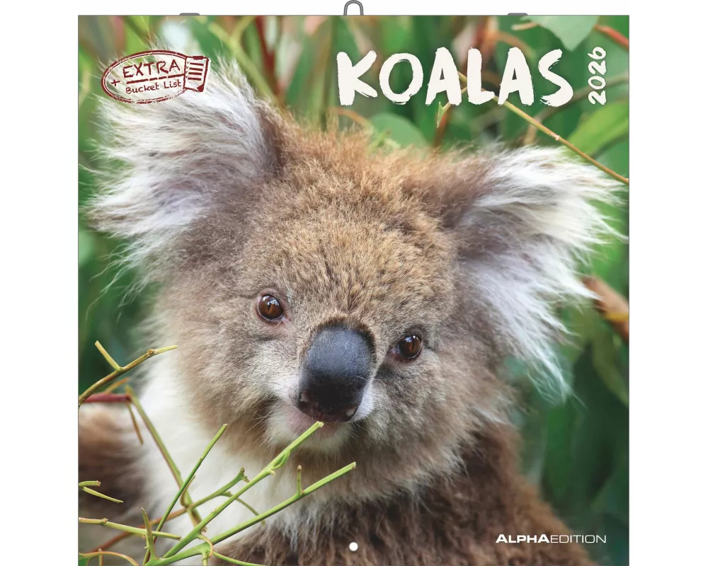 Alpha Edition - Koalas Kalender 2026 – Wandkalender 30×30 cm (30×60 geöffnet) als Broschürenkalender mit 12 Tiermotiven, Kalender mit Platz für Notize