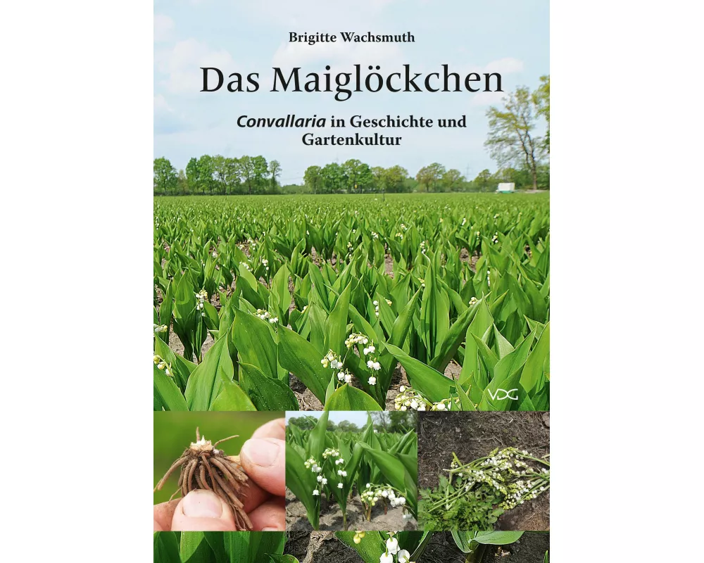 Das Maiglöckchen