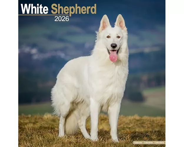 White Shepherd Calendar 2026 Square Dog Breed Wall Calendar - 16 Month