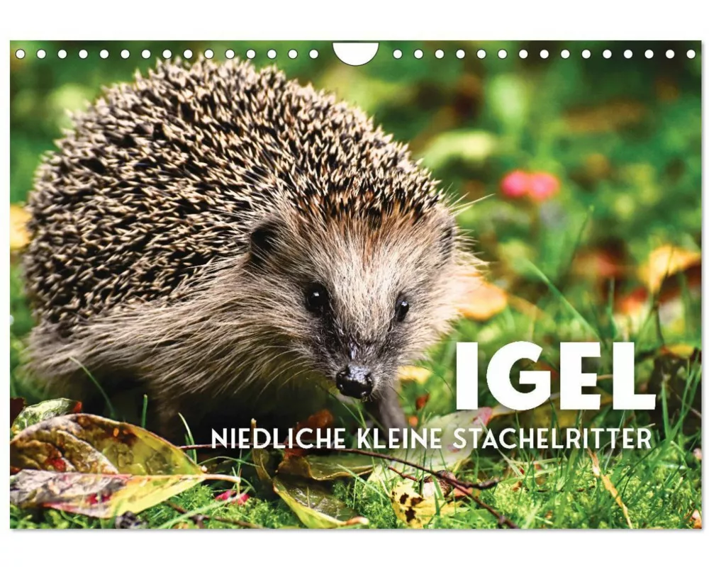 Igel - Niedliche kleine Stachelritter (Wandkalender 2026 DIN A4 quer), CALVENDO Monatskalender