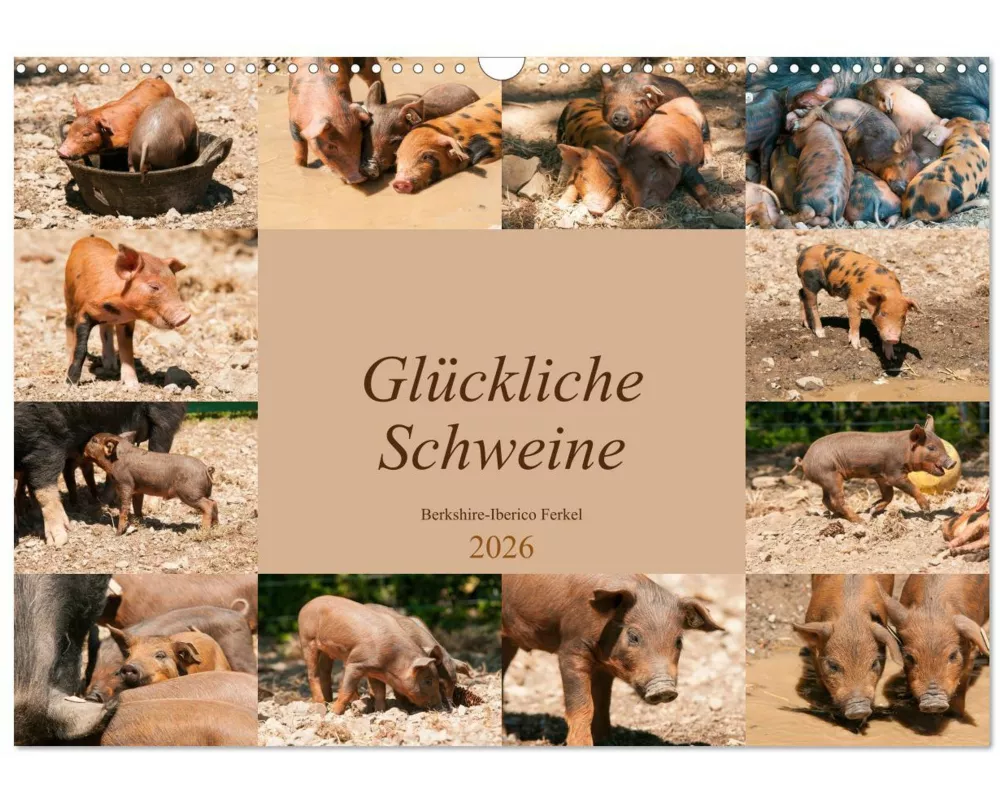 Glückliche Schweine Berkshire-Iberico Ferkel (Wandkalender 2026 DIN A3 quer), CALVENDO Monatskalender