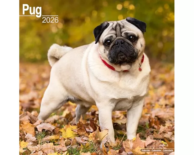 Pug Calendar 2026 Square Dog Breed Wall Calendar - 16 Month