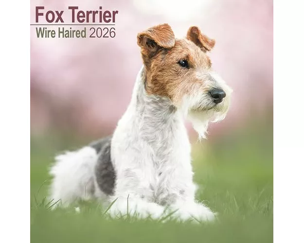 Fox Terrier Wirehaired Calendar 2026 Square Dog Breed Wall Calendar - 16 Month