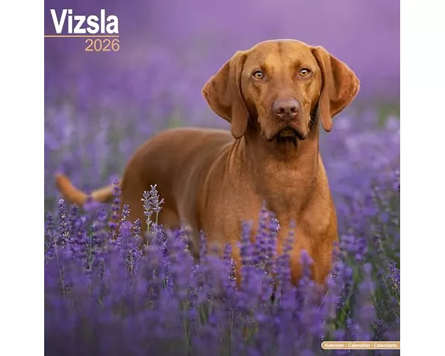 Vizsla Calendar 2026 Square Dog Breed Wall Calendar - 16 Month